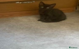 Mixed Breed cats for sale: Kittens for sale  - Image 3