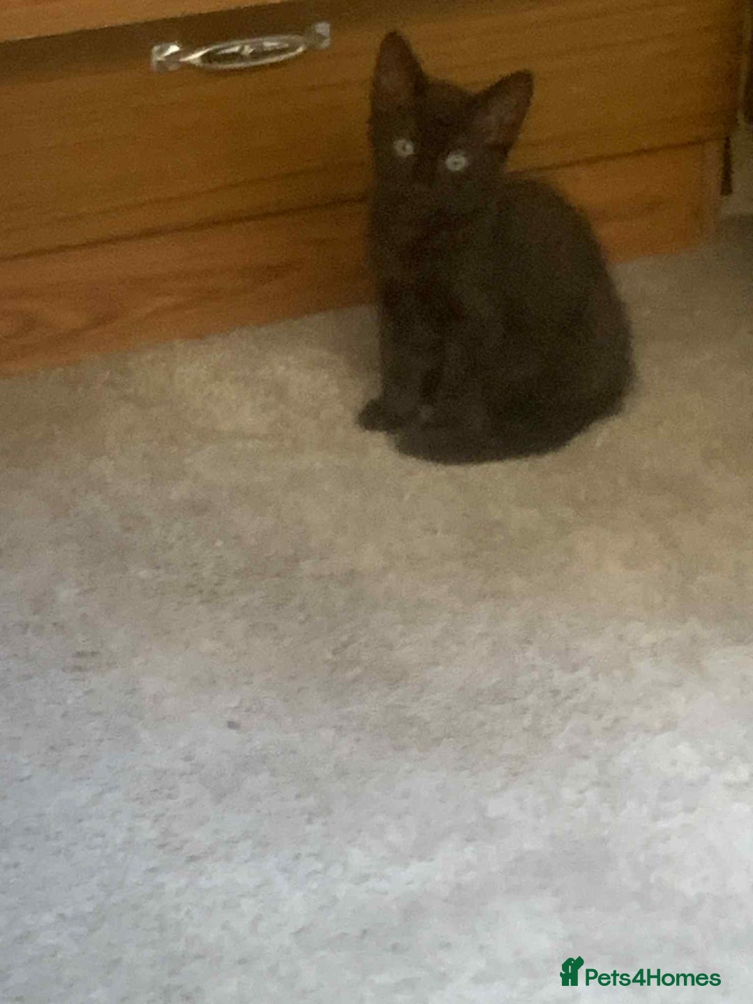 Mixed Breed cats for sale: Kittens for sale  - Image 3