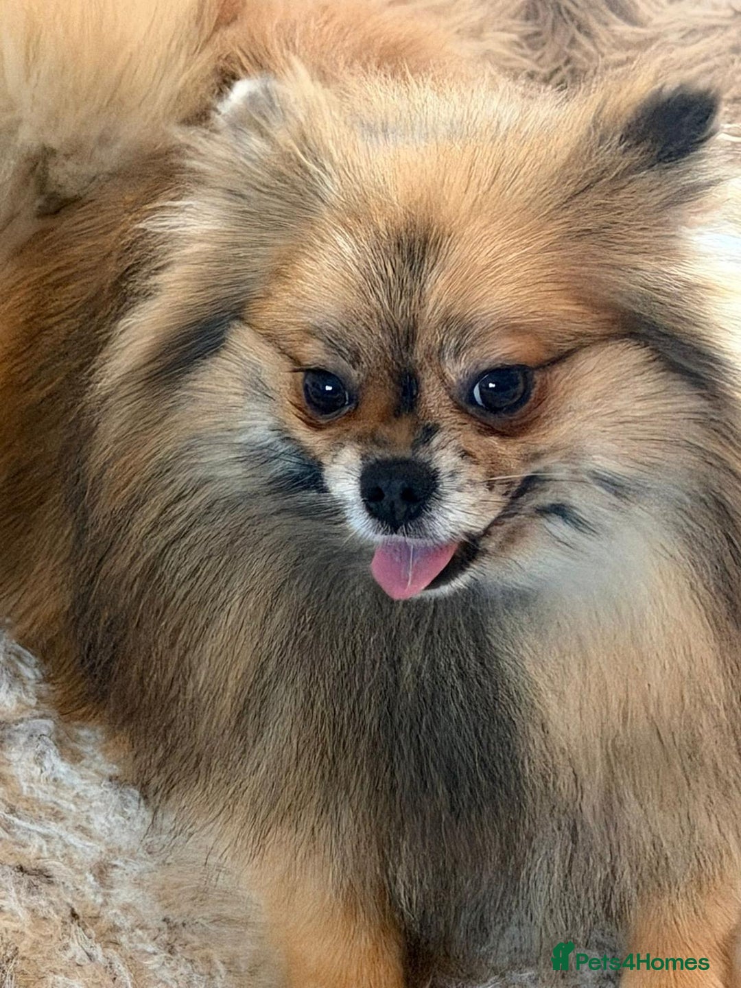 Pomeranian dogs for sale:  Adult merle Pomeranians reduced 🌈 - Advert 1