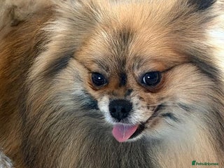Pomeranian dogs Adult merle Pomeranians reduced 🌈 - Advert 8