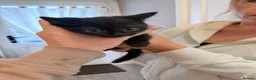 Mixed Breed cats for sale: Kittens for sale  in Wrexham - Advert 6