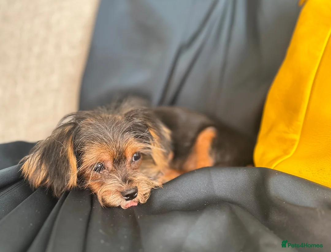 Yorkshire Terrier dogs for sale: Adorable Yorkie Puppies (carriers of Choco gene) - Advert 2