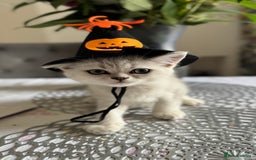 Scottish Fold cats for sale: Two Scottish Straight Boys  - Image 8