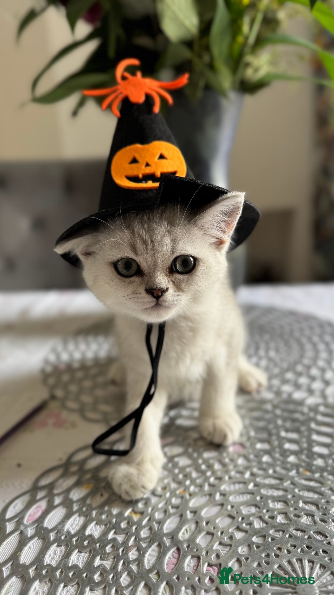 Scottish Fold cats for sale: Two Scottish Straight Boys  - Image 8