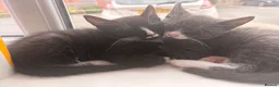 Mixed Breed cats for sale: 3 beautiful black and white tabby kittens for sale - Advert 2