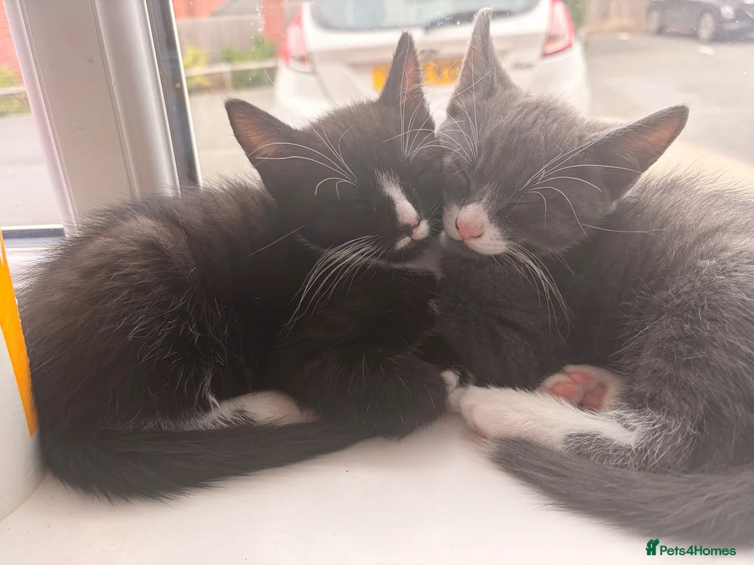 Mixed Breed cats for sale: 3 beautiful black and white tabby kittens for sale - Advert 2