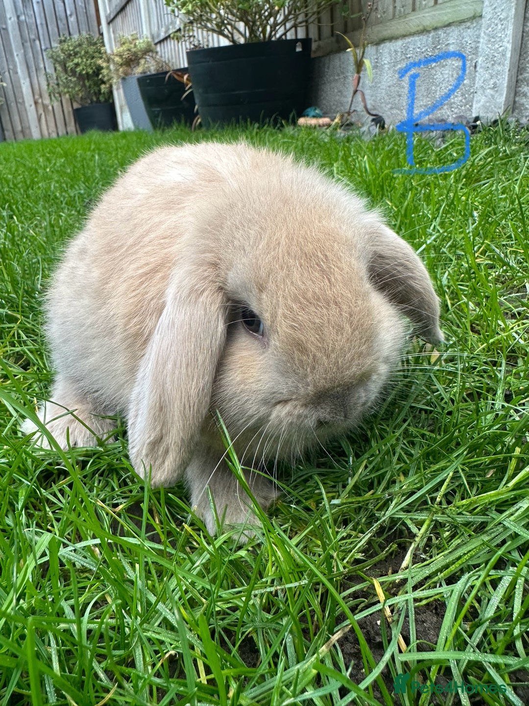 Mini Lop rabbits for sale: Mini Lop Rabbits For Sale  - Advert 6