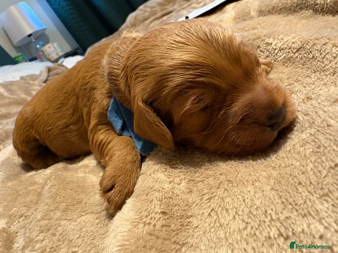 Cockapoo dogs for sale: F1B miniature cockapoo puppies. 10 days old - Advert 2