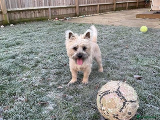 Cairn Terrier dogs in Waterlooville - Advert 3