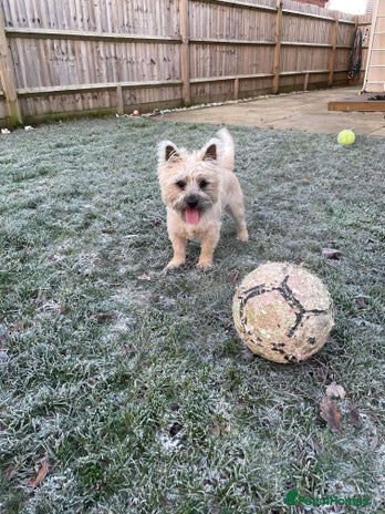 Cairn Terrier dogs kc registered cairn terrier for stud in Waterlooville - Advert 2