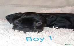 Mixed Breed dogs for sale: FROCKERS. (French bulldog cross cocker spaniel) - Image 9