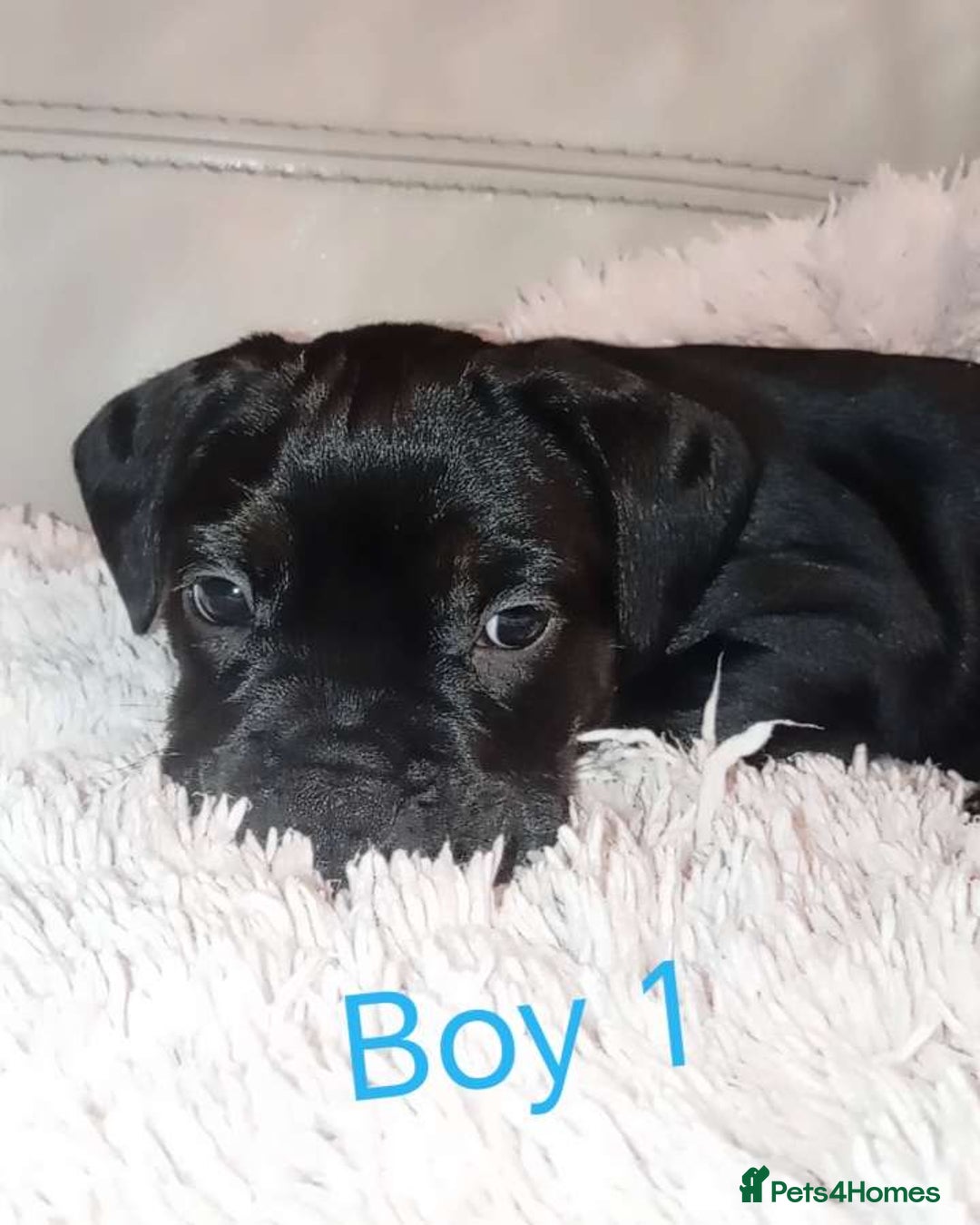 Mixed Breed dogs for sale: FROCKERS. (French bulldog cross cocker spaniel) - Image 9