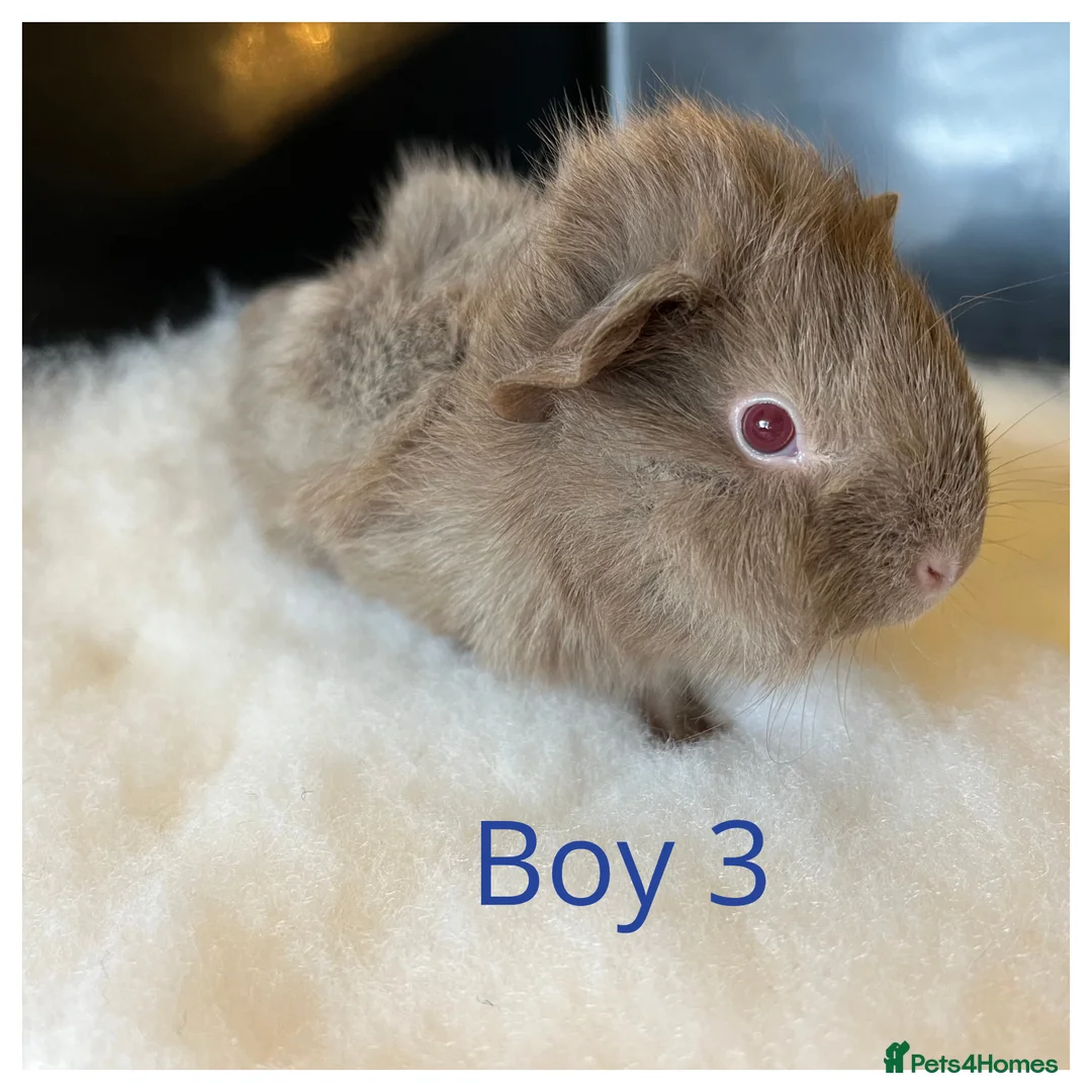 Guinea Pig rodents for sale: Guinea Pig babies- beautiful colours and condition - Advert 2
