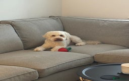 Cockapoo dogs for stud: STUD APRICOT COCKAPOO - Image 2