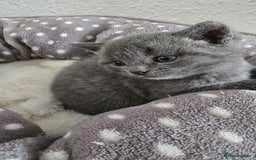 British Shorthair cats for sale: Adorable British Shorthair Kittens  - Image 5