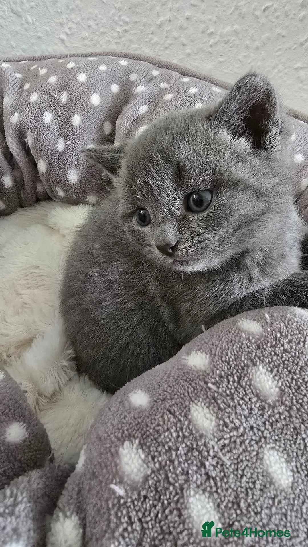 British Shorthair cats for sale: Adorable British Shorthair Kittens  - Image 5