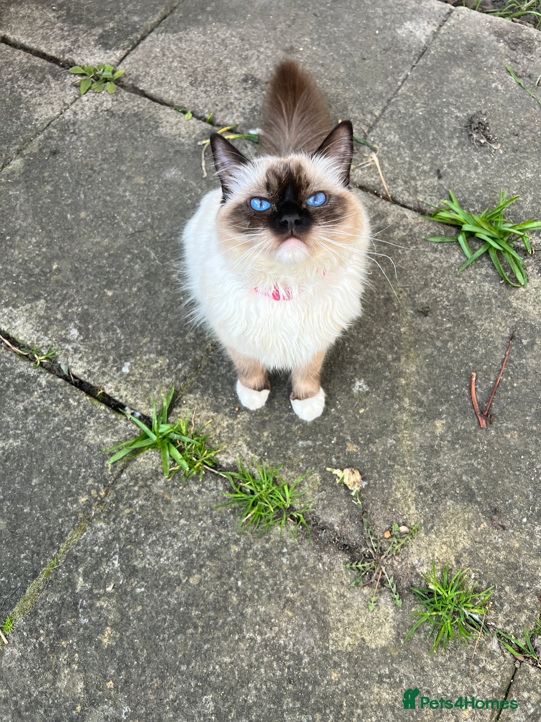 Mixed Breed cats for sale: Ragdoll mixed breed - Advert 1