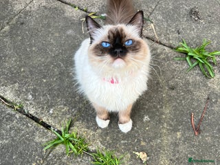 Mixed Breed cats Ragdoll mixed breed - Advert 1