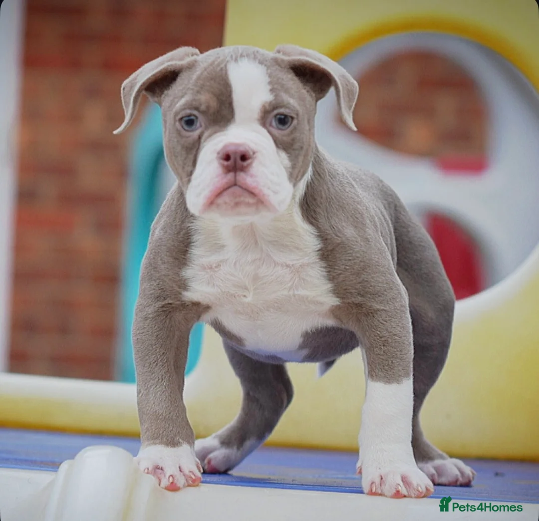 Old Tyme Bulldog dogs for sale: 5⭐️RATED COUNCIL APPROVED💥LICENSED 23 YEAR EXPERT - Advert 4