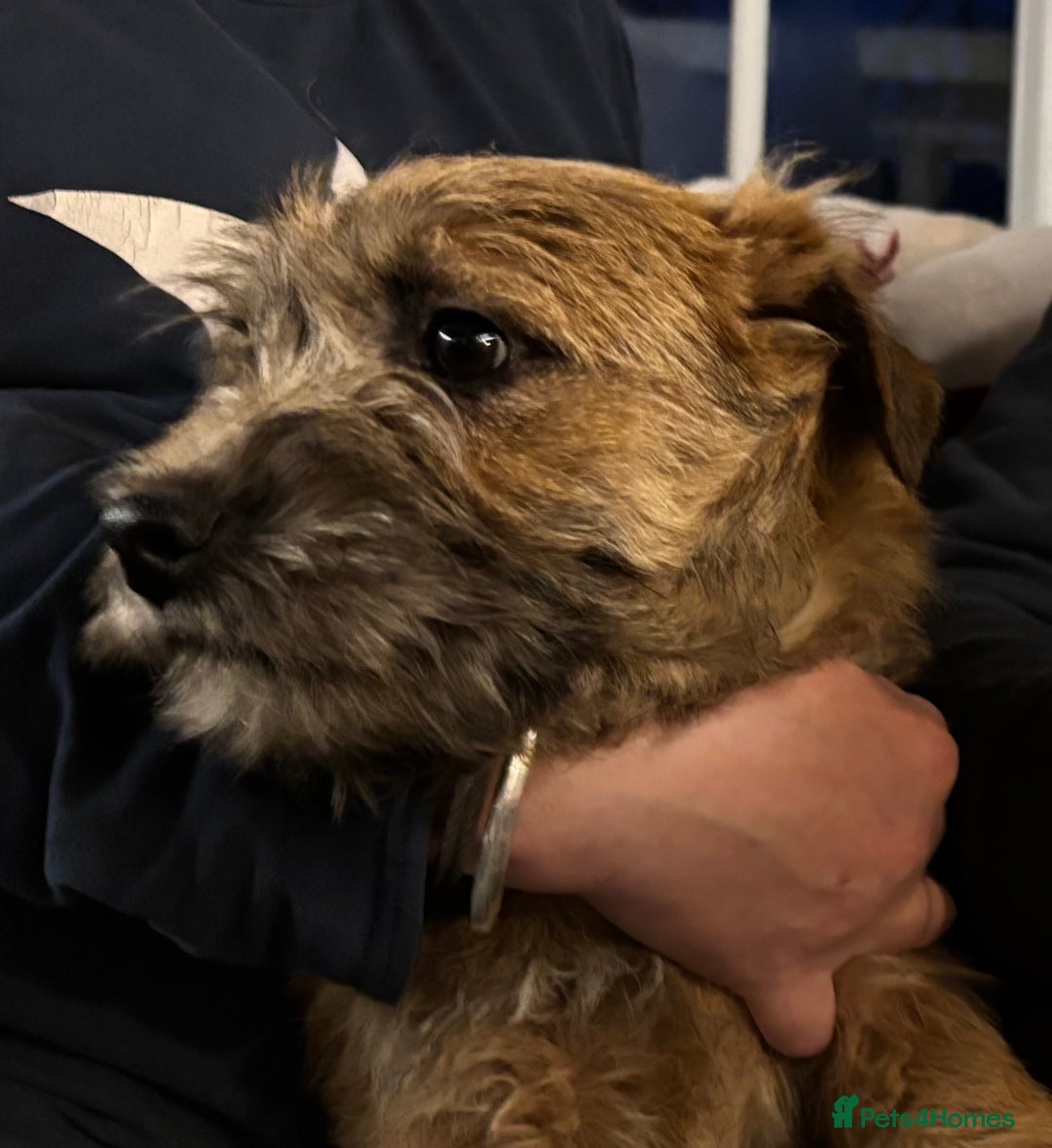 Cairn Terrier dogs for sale: Cairn terrier x Border terrier puppies - Advert 4