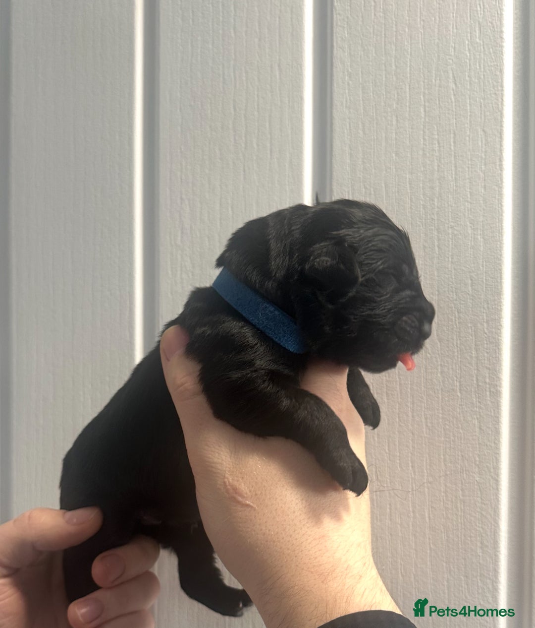 Newfoundland dogs for sale: Stunning Newfoundland Puppies Kc Reg 🐾 - Advert 4