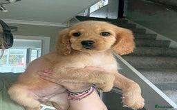 Cockapoo dogs for sale: F2 cockapoo puppies 🐶 ❤️ - Image 12