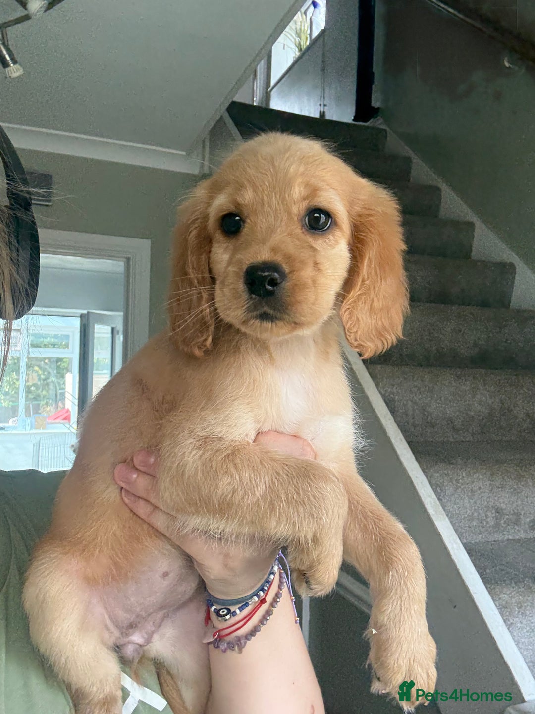 Cockapoo dogs for sale: F2 cockapoo puppies 🐶 ❤️ - Image 12