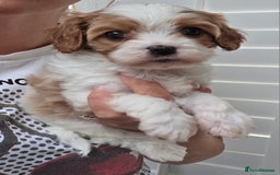 Cavapoo dogs for sale: Blenhiem cavapoo puppies  - Image 13