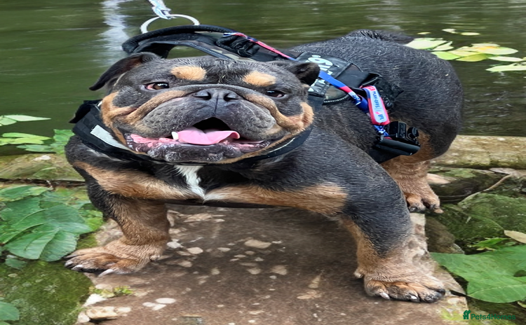 English Bulldog dogs - Advert 1