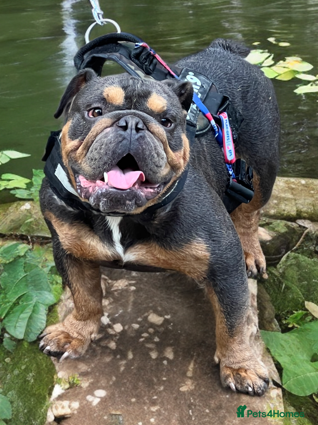 English Bulldog dogs for sale: FOR SALE amazing English bulldog stud dog - Image 1