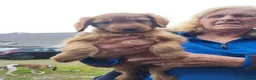 Cockapoo dogs for sale: Cockapoo puppies in Turriff - Advert 5