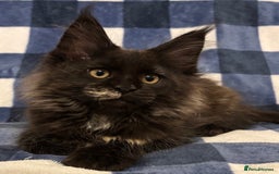 Maine Coon cats for sale: Beautiful Maine Coon Kitten - Champion Lines - Image 2
