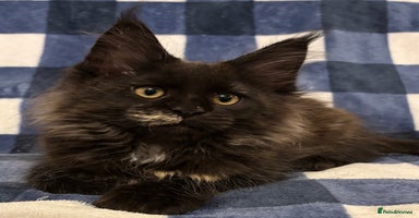 Maine Coon cats - Advert 3