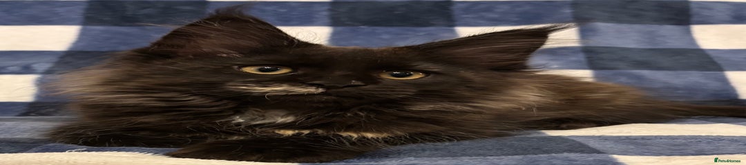 Black Tortie Female