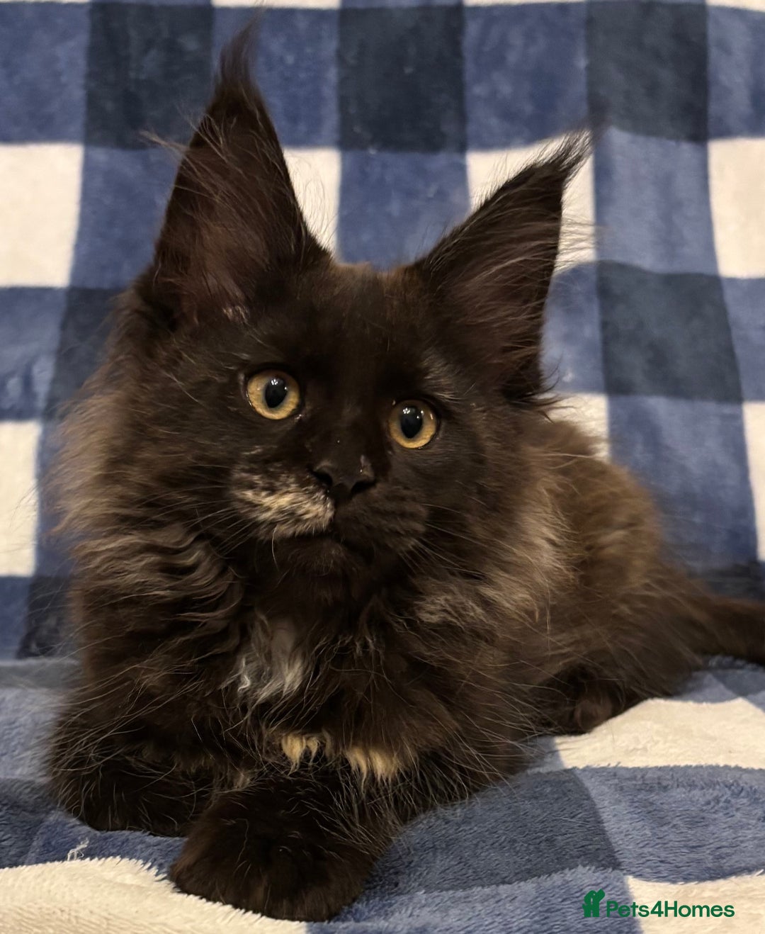 Maine Coon cats for sale: Beautiful Maine Coon Kitten - Champion Lines - Image 2