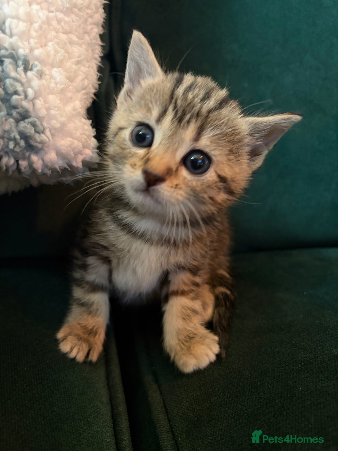 Domestic Shorthair cats for sale: Tabby Domestic Short Haired Kittens - Advert 1