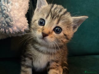 Domestic Shorthair cats Tabby Domestic Short Haired Kittens - Advert 1