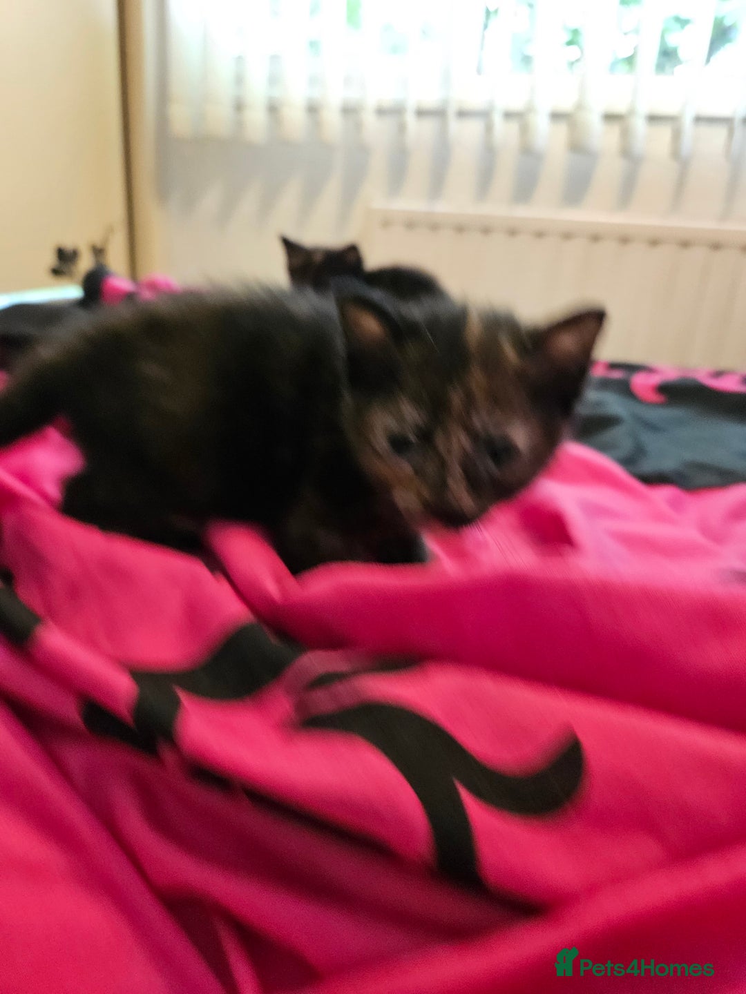 Mixed Breed cats for sale: Kittens for sale - Image 10