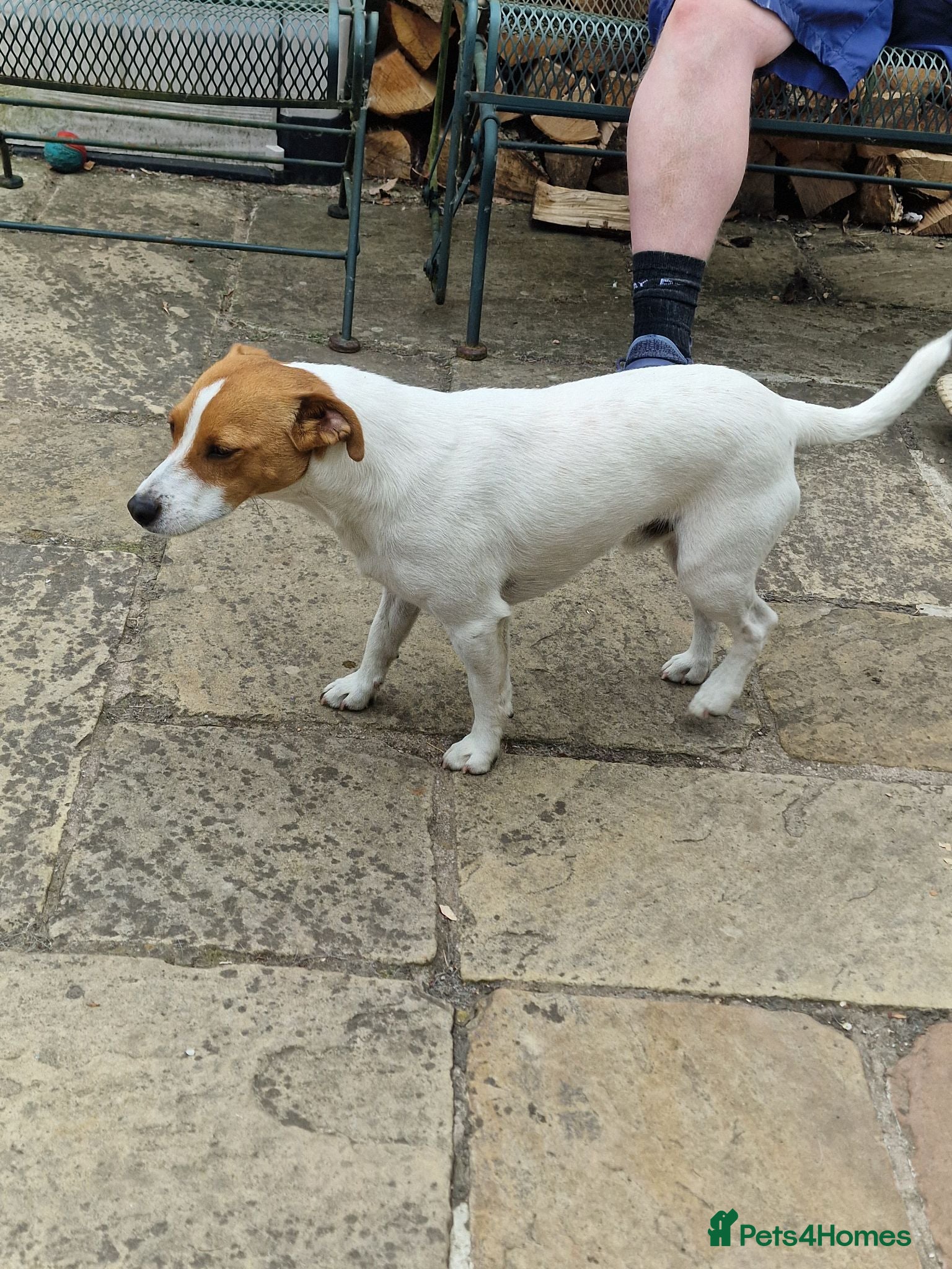 Jack Russell dogs Dutton is looking for a loving forever home - Advert 7