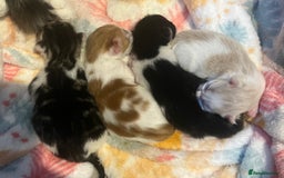 Mixed Breed cats for sale: Beautiful cream and white kitten  - Image 6