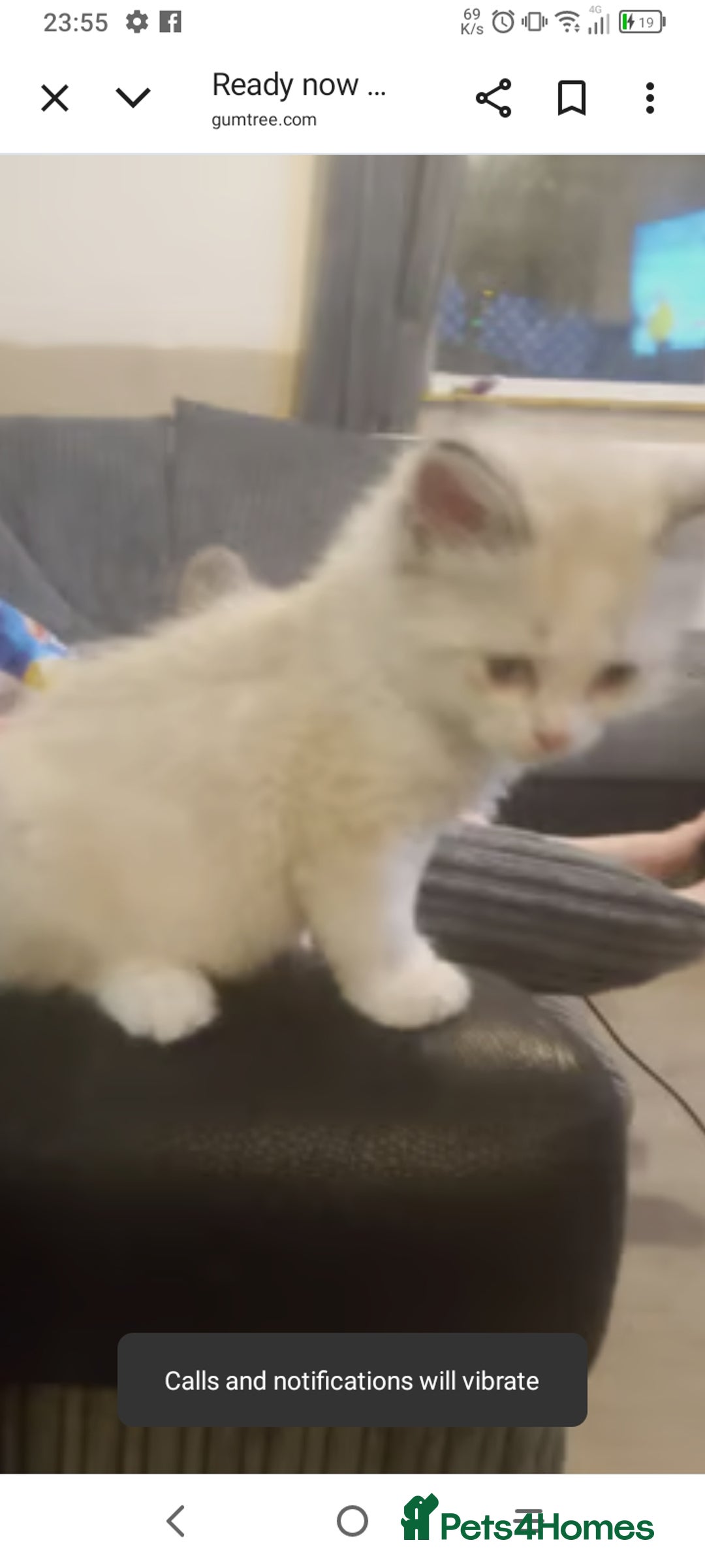 British Longhair cats for sale: Ragdoll kittens  - Image 9