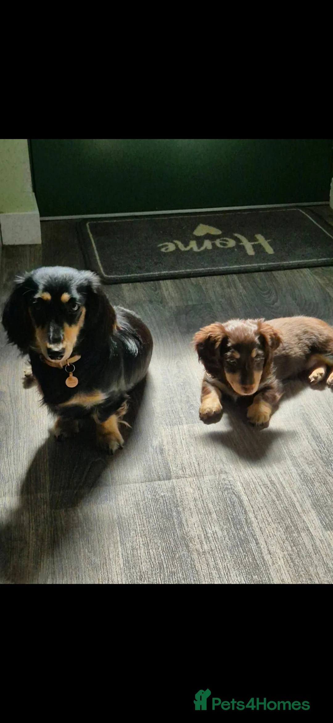 Dachshund dogs for sale: Miniature long haired dachshund pup - Advert 11
