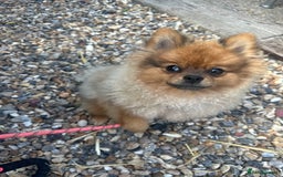 Pomeranian dogs for sale: Beautiful Pomeranian Puppy!  - Image 3