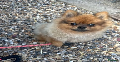 Pomeranian dogs - Advert 14