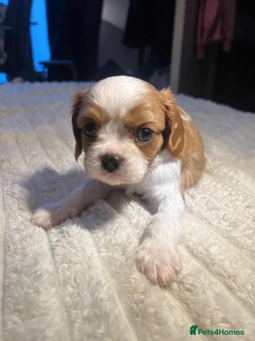 Cavalier King Charles Spaniel dogs for sale: DNA tested cavalier King Charles puppies  in Ipswich - Advert 1