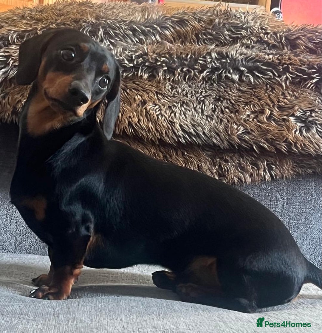Miniature Dachshund dogs for sale: Miniature dachshund puppies (Smooth haired) - Image 7