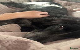 Borador dogs for sale: Ghost - Advert 2