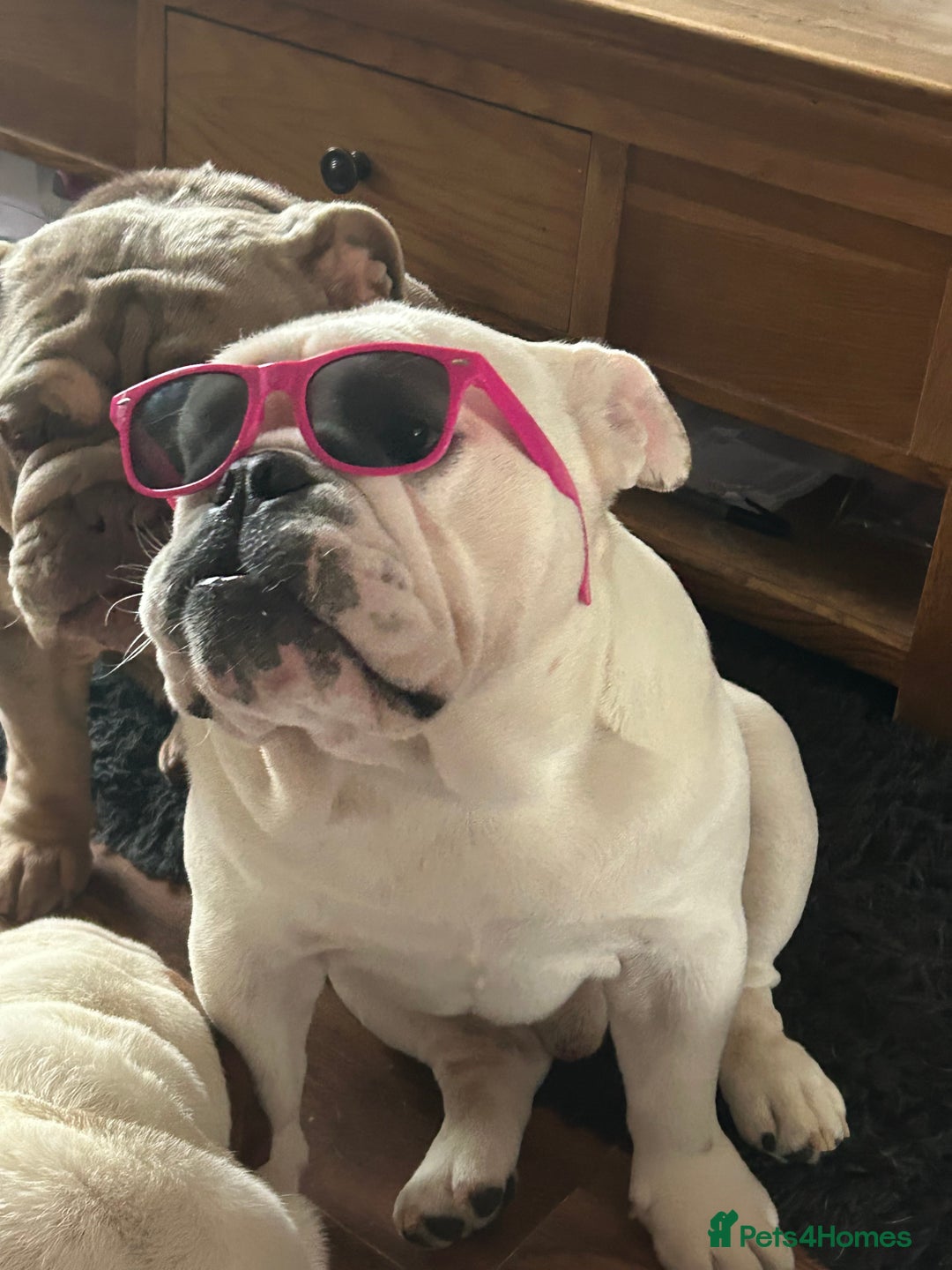 English Bulldog dogs for sale: Brother and sister for sale  - Image 3
