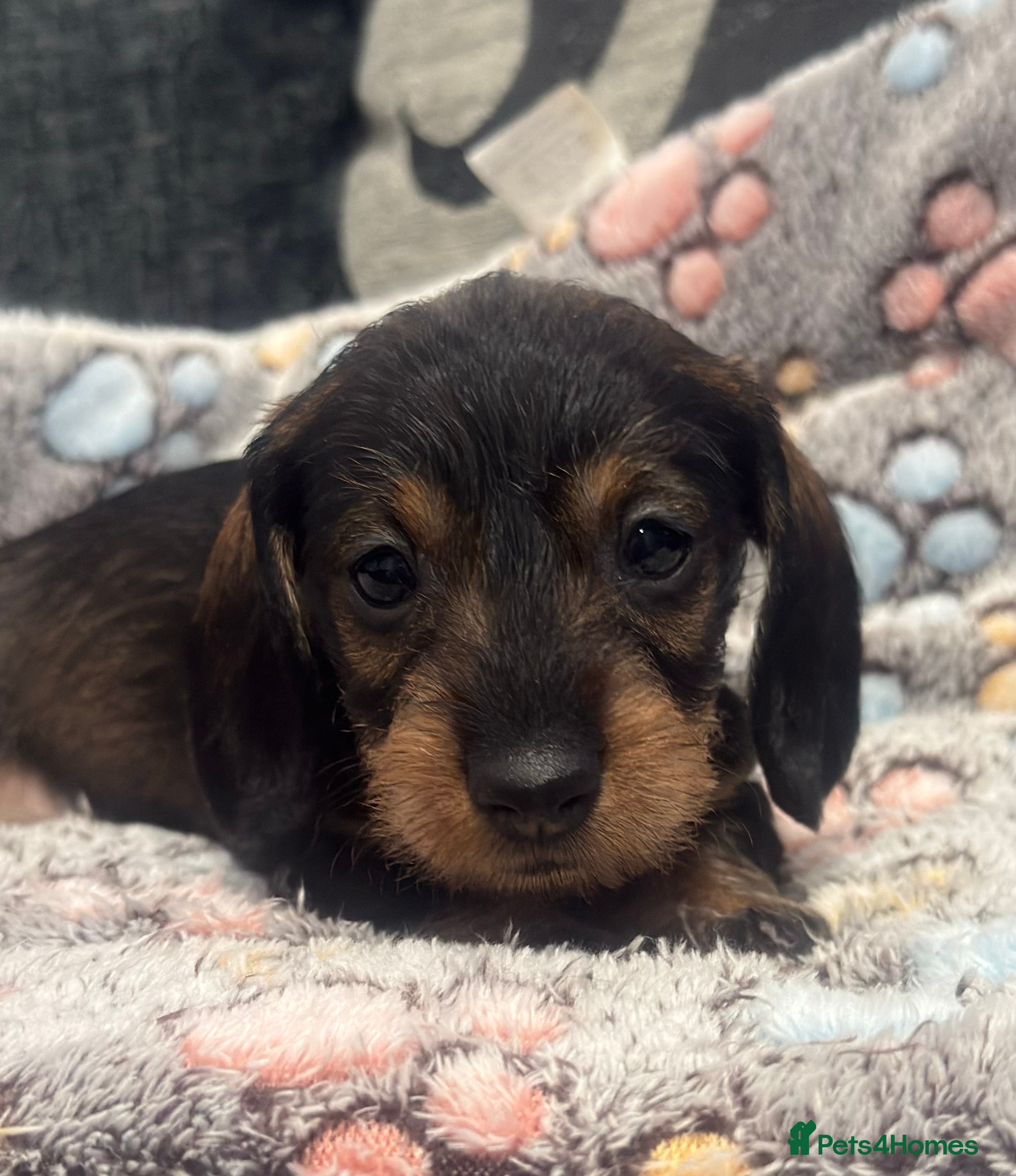 Miniature Dachshund dogs Wire haired puppies! Boys and girls - Advert 17