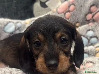 Miniature Dachshund dogs Wire haired puppies! Boys and girls - Advert 17